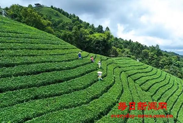 《山茶妹：从艰辛创业到造福一方》